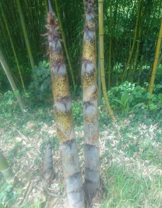 Turion de phyllostachys edulis de 2 semaines