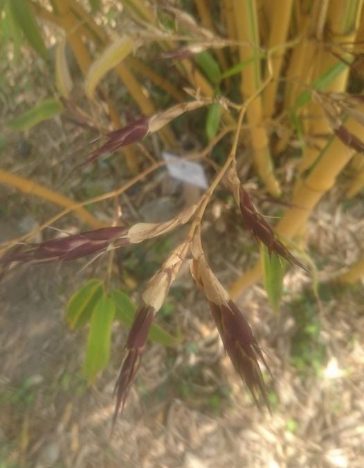 Fleurs sur Phyllostachys bambusoides ‘castillonis’…