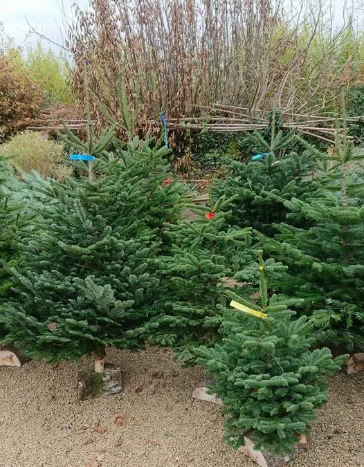 Sapins produits sur place