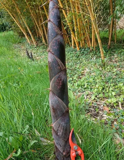 Phyllostachys edulis ‘bicolor’