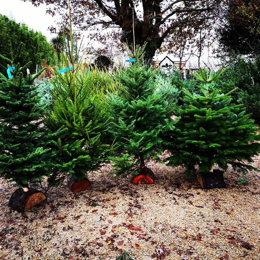 #bretagne #concarneau #sapins #abies nobilis #epic…