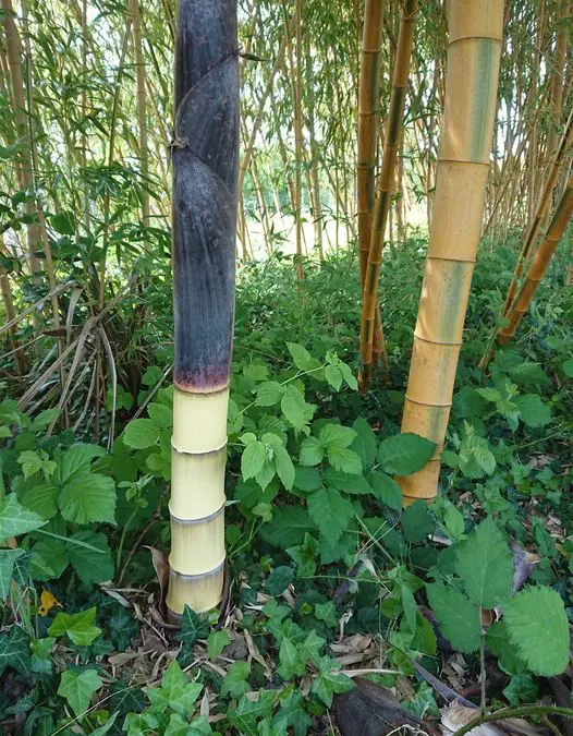 Phyllostachys edulis ‘bicolor’ 2019