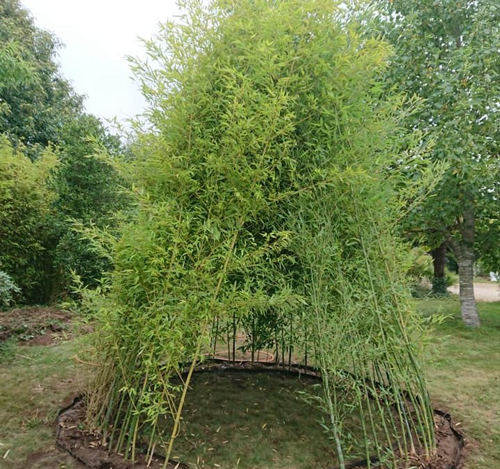 Tipi en bambous, phyllostachy aurea