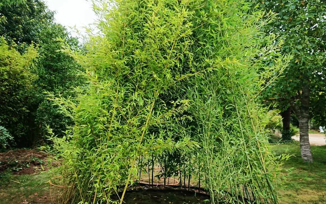 Tipi#bambous #phyllostachys#aurea#concarneau#breiz…