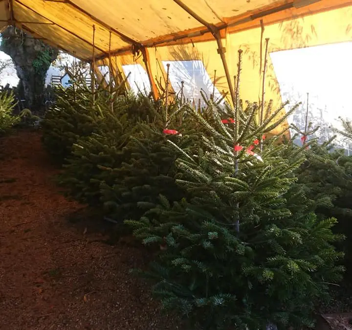 Les sapins sont prêts. NORDMAN, NOBILIS, GRANDIS, …