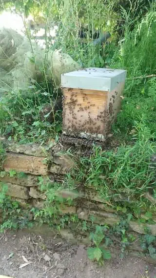 Aujourd’hui à la pépinière un essaim d abeille s’i…