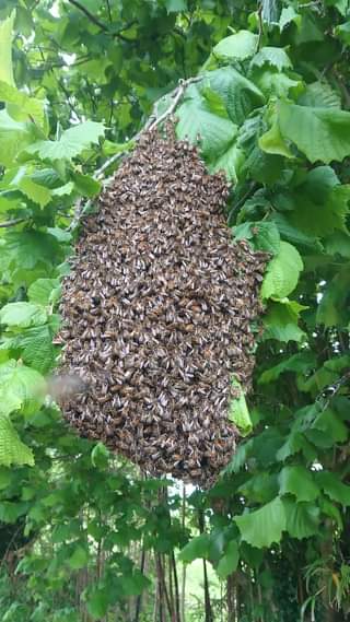Encore un essaim d abeilles  aujourd’hui