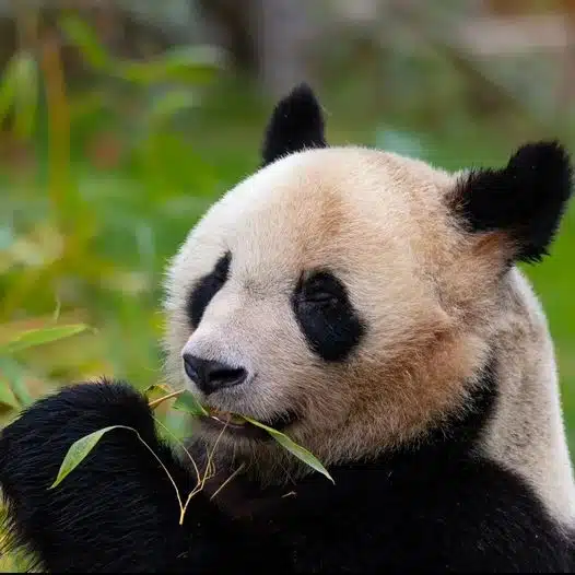 Les pandas aiment Les Bambous de Kerlilas. Merci a…