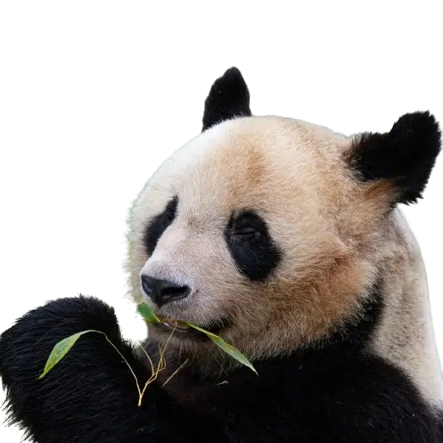 panda removebg preview ok - Accueil