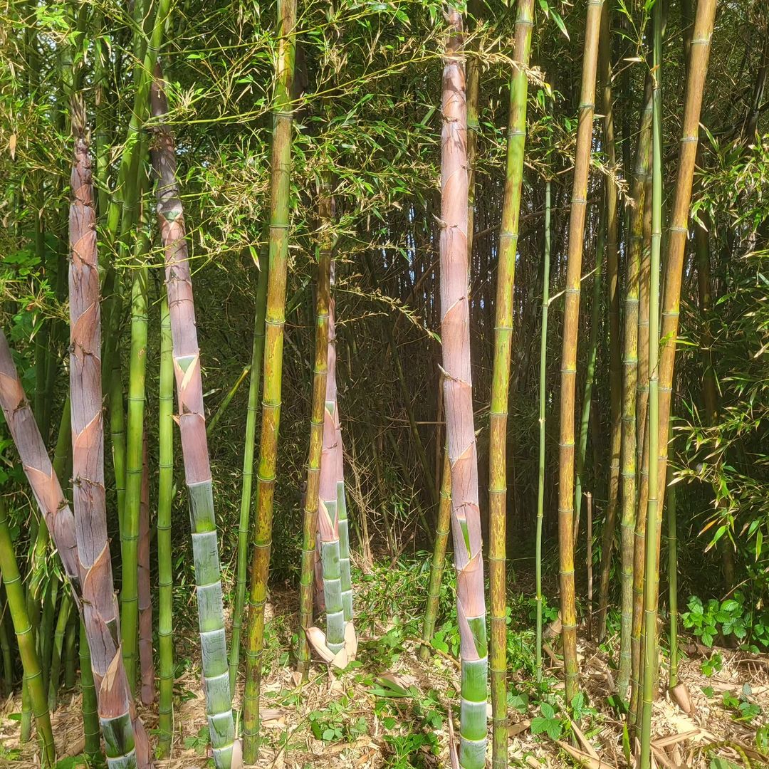 Phyllostachys nigra  ‘ boryana ‘ 8 cm
 Bambous 
 B…
