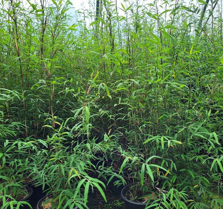Fargesia angustissima pot de 2/3 litres