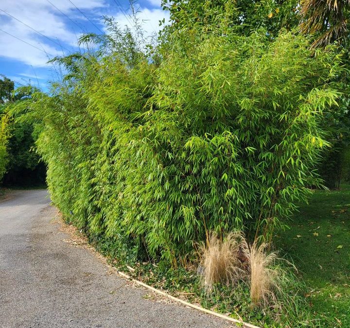 Haie de plusieurs variétés de  fargesia