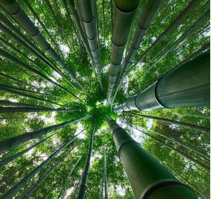 🎋 Le bambou : bien plus qu’une plante d’ornement !