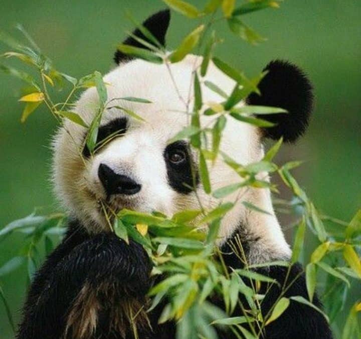 🐼 Saviez-vous que les Bambous de Kerlilas nourrissent les pandas…