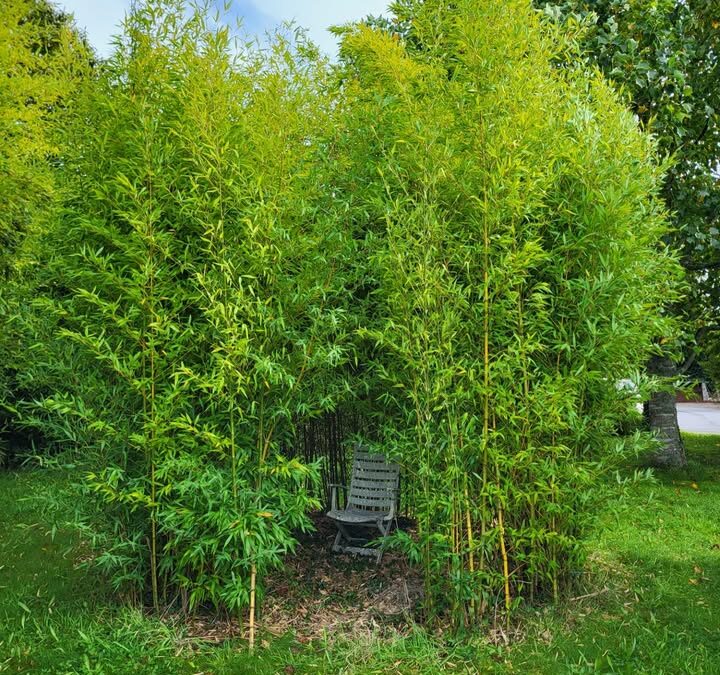 🌱✨ La pépinière Kerlilas est ouverte…