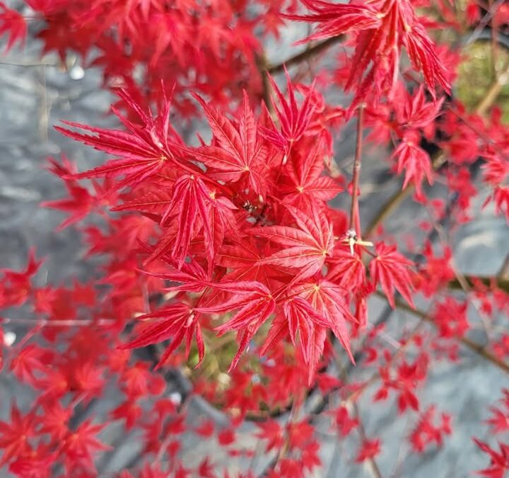 🍁 Une touche japonaise dans votre jardin 🍁  Chez Les…
