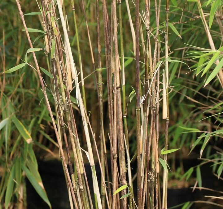 🌿✨ Zoom sur le Fargesia Angustissima…