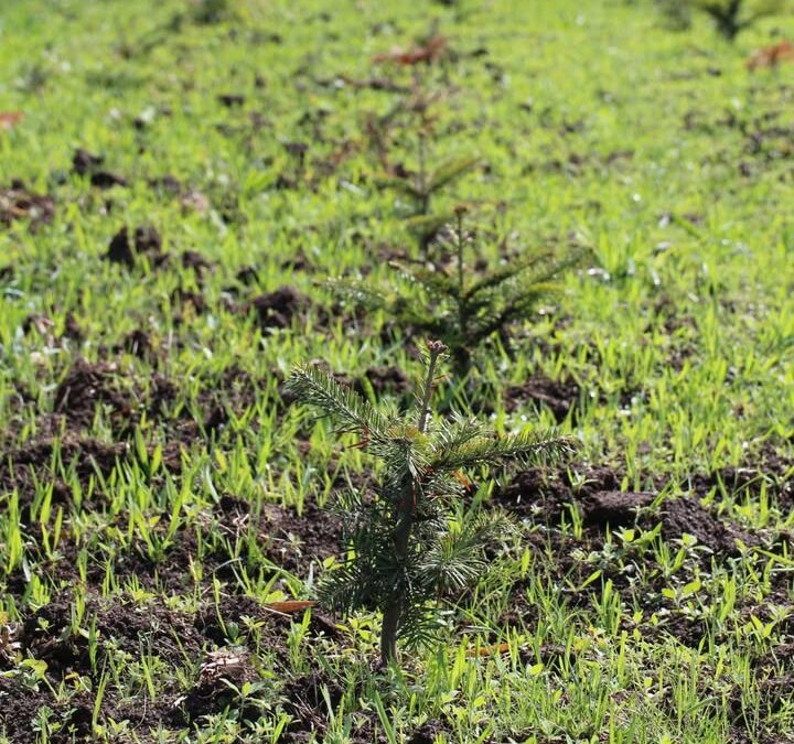 🎄🌱 Les sapins de Noël pointent le bout de leur…